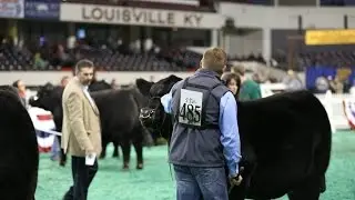 NAILE 2015: ROV Angus Bull Show