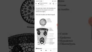 T.S. of Maize Stem (Cellular Structure)