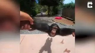 Life could be a dream | Monkey version
