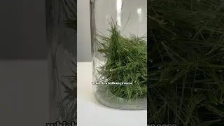MAKING PINE NEEDLE MEAD