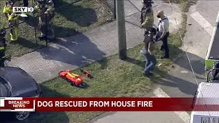 Firefighters rescue dog from house fire in Miami-Dade County