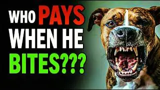 Lawyer Explains: Who is Liable to PAY You After a Maryland Dog Bite!