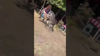 Donkeys Mating | #Donkeys #race #mating #viral