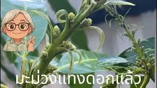 The small mango tree is starting to flower.