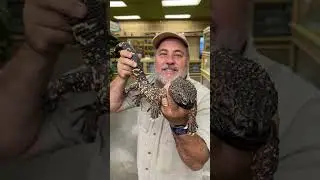 Мексиканская бисерная ящерица без противоядия!! 😱🔥