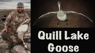 Quill Lake goose. From field to the wall.