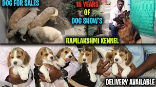 DOG SALES | RAMLAKSHMI KENNEL PART - 1| 15 YEARS OF DOG SHOWS | HOSUR | DELIVERY AVAILABLE| SE VLOGS