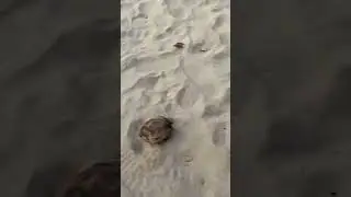 bhogwe beach time lapse #youtubeshorts #shorts#viralshorts