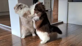 Funny Cat Fight- Battle of the Fluff