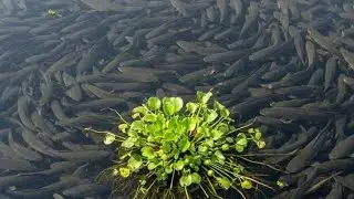 😱Saral  greatest net Fishing video /Amazing Fishing video/Viral/Fishing/Viralvideo/