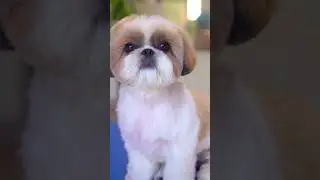 Aseo Shih Tzu✂️❤️🐶 &iexcl;Transf&oacute;rmate en un osito de peluche!