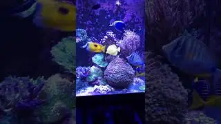 Tang Decoy has done its job and now part of the fish #3dprinting #tangfish #reeftank
