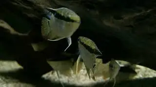 Mesonauta insignis bij Aquarium Speciaalzaak Utaka