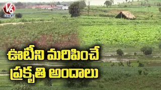 Special Story On Telangana Ooty Gandhari | Gandhari Nature Beauty Attracts Public | V6 News