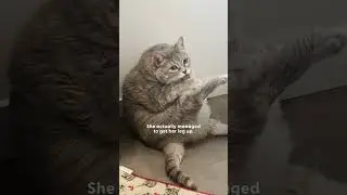 30-Pound Cat Who Couldn't Walk Loses Over 20 Pounds | The Dodo
