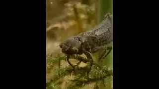 It turns out that dragonflies can live in water for 6 years #animals