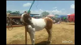 Día de plaza ( baratillo de Cuilapam de guerrero)