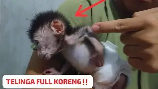 ADOPSI BAYI MONYET PENUH PENYAKIT DI TUBUHNYA‼️