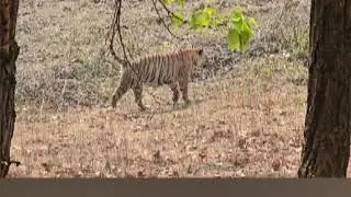 &ldquo;The King of the Jungle: Symbol of Power, Pride, and Preservation&rdquo;