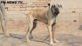 37 Inch Highest Bully kutta Jabru Of Pakistan 2022 Owner Qasim Sandella By @FM NEWS TV HD
