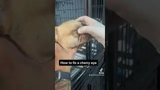 How to fix a cherry eye on a French bulldog
