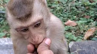 Feeding Animals | Tinky with all best friend | short video monkey life 