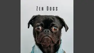 Gentle Raindrops for Paws
