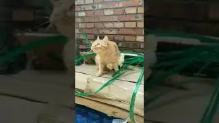 Cat Protecting Chicks from Danger