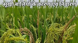 White panical in paddy field। How to control stem borror in paddy। Reason of white panical in paddy 