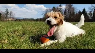 PARSON RUSSELL TERRIER HUNTING DEER