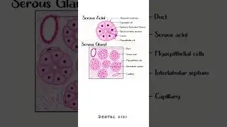 Learn Histology with me in 1 min ! salivary glands | Neetpg | #oralpath #bds #mbbs #mds #dds #nbde