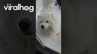 Samoyed Covered In Thick Coat Of Snow || ViralHog