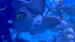 Feeding stingrays like babies @SeaWorld @Sorouhaldoha @UnitedParksBrasil @SeawolvesTV
