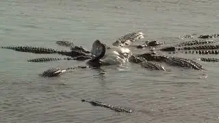 Crocodile Feeding Frenzy
