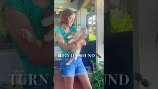 Purring Cat ❤️                     #popswisdomtalk #catlove #purring #lovecats #purringcats