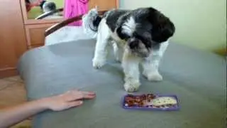 Tresura Shih-tzu / Dog training Shih-tzu Part1