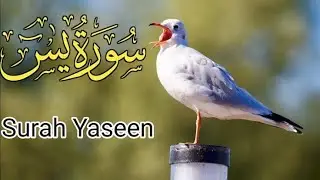 Surah Yaseen for Anxiety & Peace | Quran Recitation 2026 🌺 #longviralvideo  @Tilawatequran70 