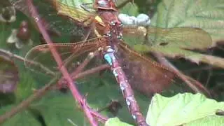 Brown Hawker