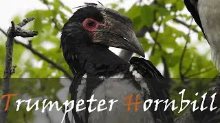 Trumpeter Hornbill (Bycanistes bucinator) Bird Call Video | Kruger Hornbills | Stories Of The Kruger