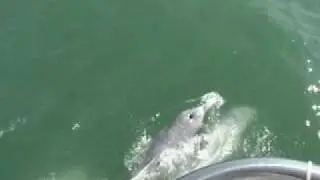 Chinese White Dolphin(Bowride)