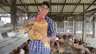 Frango Caipirão