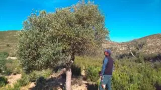 La poda del olivo - Diario de un agricultor