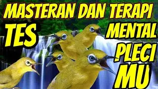 masteran dan terapi pleci tes mental pleci agar rajin bunyi setiap hari
