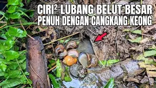 BENAR SAJA LUBANG PENUH CANGKANG KEONG DIHUNI BELUT BESAR, EEL FISHING