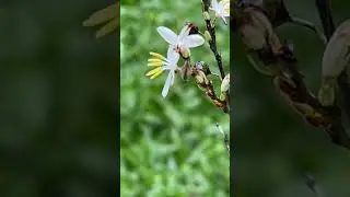 Isopod on a flower 🥰