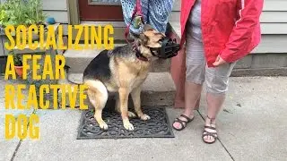 Socializing a Fear Reactive Dog