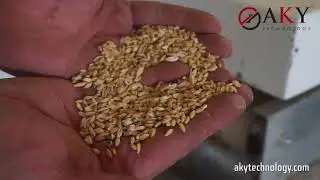 Wheat Seed Processing Plant - AKY Technology