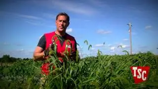 How to Prevent Weeds from Overtaking Your Garden  | Tractor Supply Co.