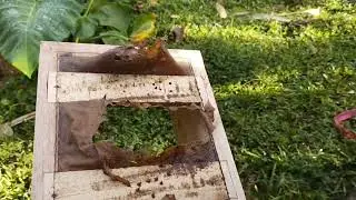 Stingless Bee: Colony and PROPOLIS