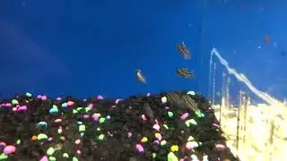 Aristchromis Christy fry (Malawi Hawk)
